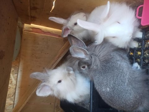 Ücretsiz Sahiplendirilecek Tavşanlar