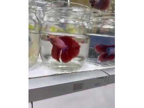 Grand A Kalite Renk Renk Betta Balıklar Adana