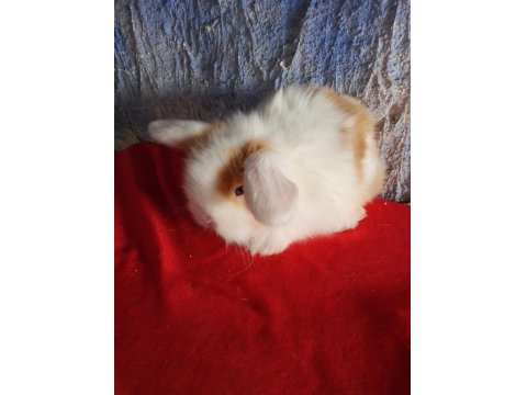 Teddy Lop Tavşan Yavrular Mavi Göz