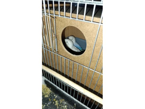 1.5-2 Yaşında Çift Mutasyonlu Cennet Papağanı