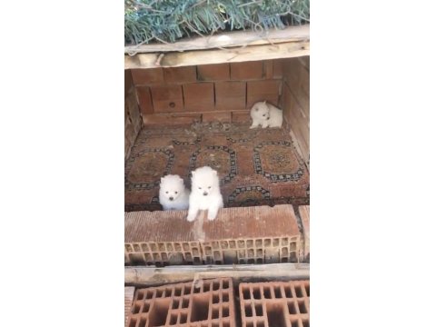 2 Aylık Erkek Spitz
