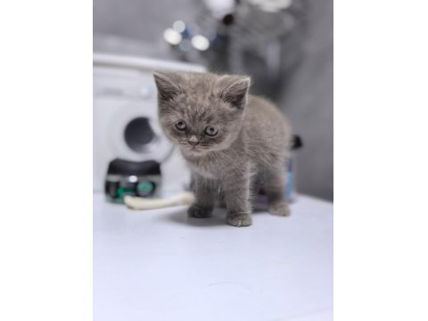 Ruhsatlı İşletmeden Scottish Ve British