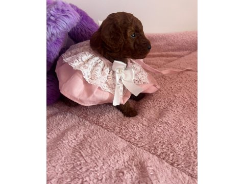 Dark Brown Poodle Çocuklarım
