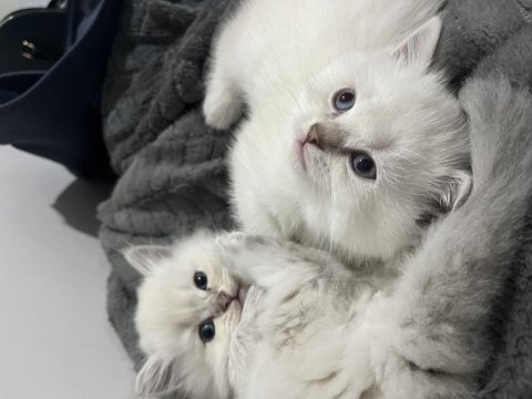 2 Aylık British Longhair Yavrularımızı Sahiplendiriyoruz