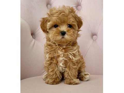 Vecihiden Irk Ve Sağlık Garantili Mini Maltipoo Bebekler