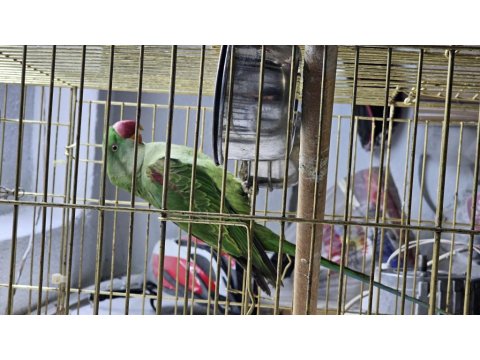 Jumbo Boy Alexander Papağanı