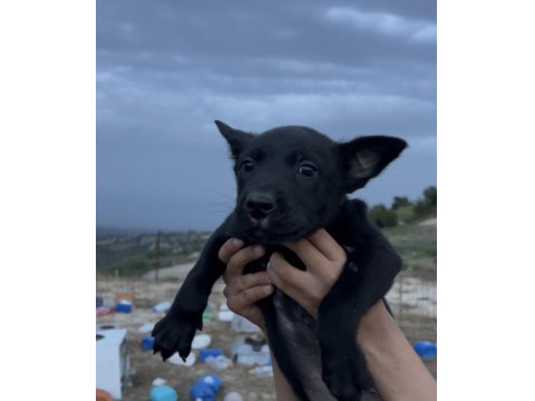 Erkek Siyah Belçika Kurdu