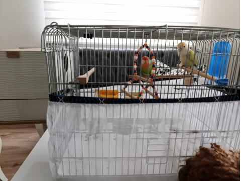 Çift Sevda Papağanı Kafes Vs Dahil