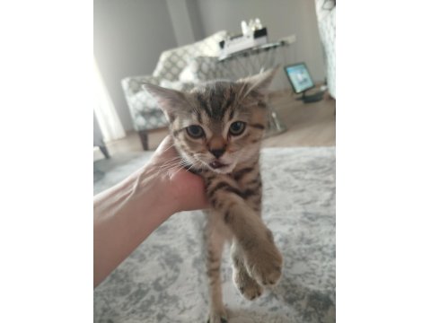 British Shorthair Fıstık Yeni Yuvasını Arıyor