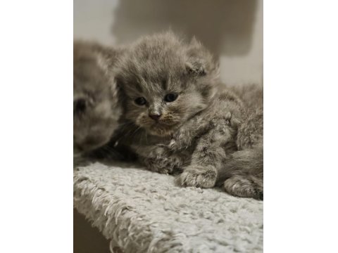 2 Aylık British Shorthair Bebekler