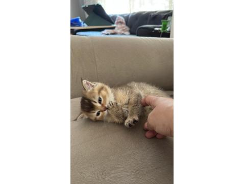 Safkan British Shorthair Ve Scottish Straight Yavrular