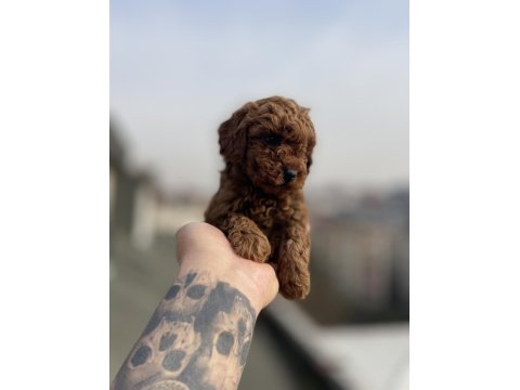Red Brown Toy Poodle Yavruları
