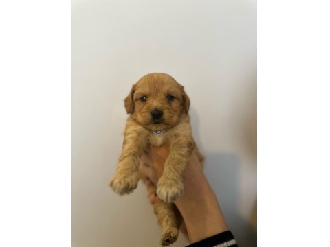 Bal Gibi Maltipoo Bebekleri