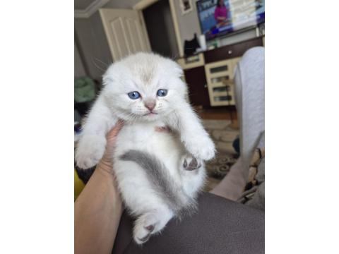 Scottish Fold Yavru Antalya