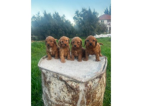 Büyümeyen Maltipoo Yavrularım