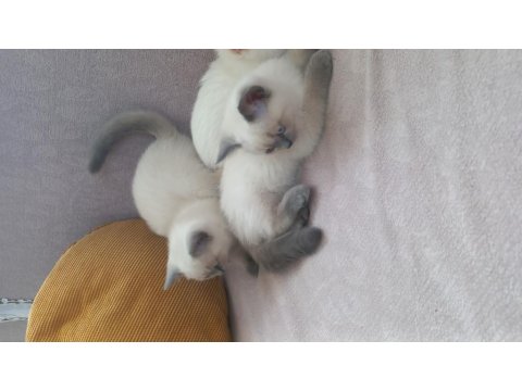 British Blue Point British Red Point