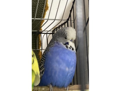 Damızlık Erkek Jumbo Muhabbet Kuşu (Bilezikli)