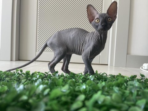 Sphynx Sfenks Bebekleri