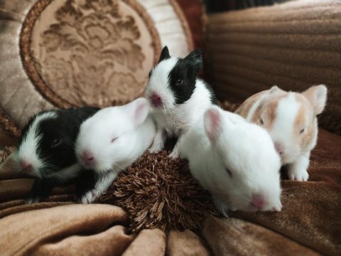 Cüce Tavşan Yavruları (Küçük Irk)