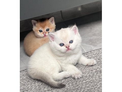 Golden British Shorthair Yavrular