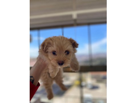 Yavru Maltipoo Köpekler