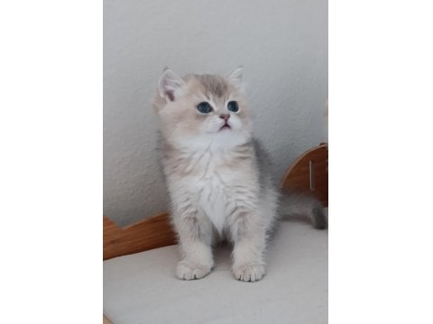 British Shorthair Safkan Kediler