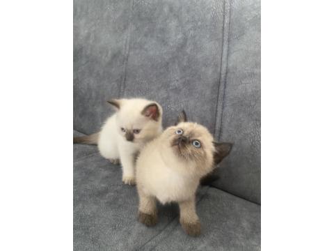 41 Günlük Yavru Oyun Sever British Yavru Kedimiz