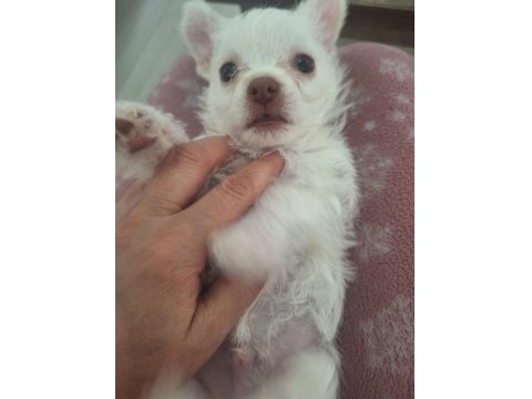 Sıfır Beden Chihuahua Yavrular 40 Günlük