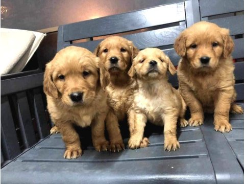 2 Aylık Golden Retriever Yavrularımız