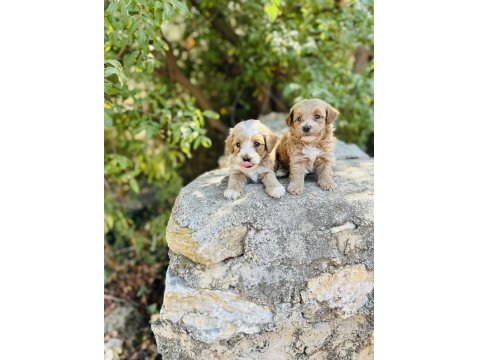 Ruhsatlı İşletmeden F1 Maltipoo Bebekler