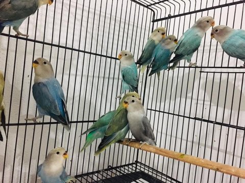 Sevda Cennet Papağanı Yavrular