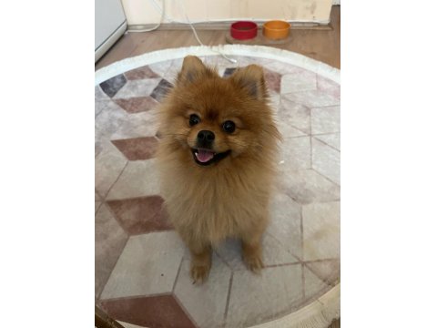 Pomeranian Boo Köpeğimize Dişi Arıyoruz