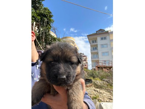 Orjinal Alman Kurdu Yavrusu