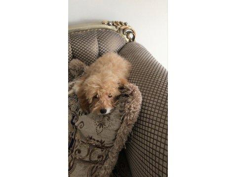 A Kalite Maltipoo Yavrularımız Sizler İle