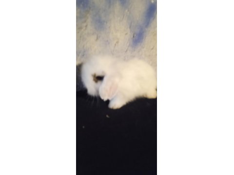 Teddy Lop Tavşan Yavrular
