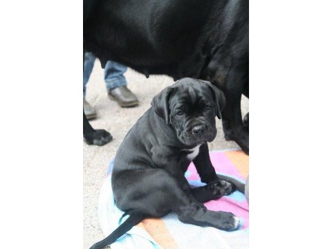 Sağlık Ve Irk Garantili Cane Corso Köpekleri