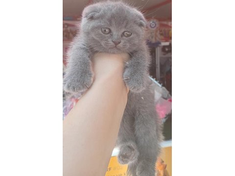A Kalite Dişi Scottish Fold 2 Aylık