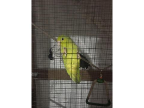 Dişi Yaşında Forpus Papağanı