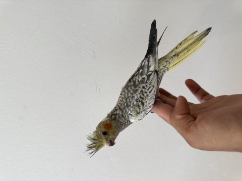 Sultan Papağanı Sahiplendirilecektir