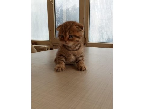 British Shorthair Bebeklerimiz Yeni Ailelerine Hazırlar