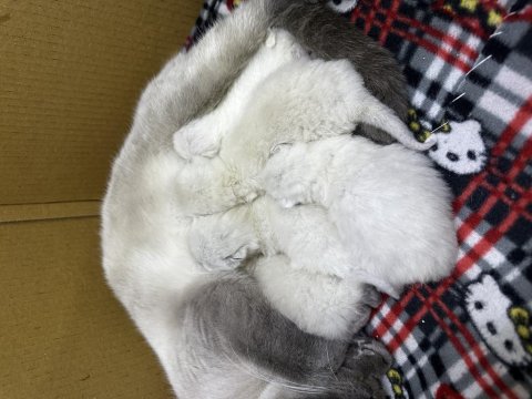 28 Şubat Doğumlu Blue Point Erkek Ve Dişi Kediler