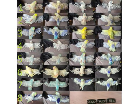 Turkuaz Klasik Pied Forpus Papağanı Çiftler