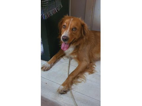 Altın Kalpli Köpeğimiz Chucky İçin Ömürlük Yuva Arıyoruz