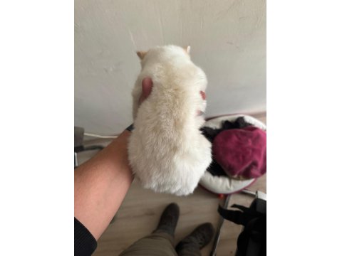 Lynx Point Scottish Straight Dişi 4,5 Aylık