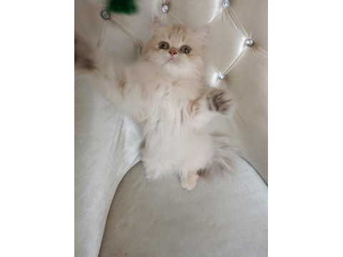 Cy 11 Şecere Belgesi Safkan Dişi 5 Aylık British Longhair