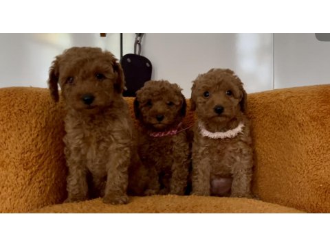 Toy Poodle Bebek Köpeklerim