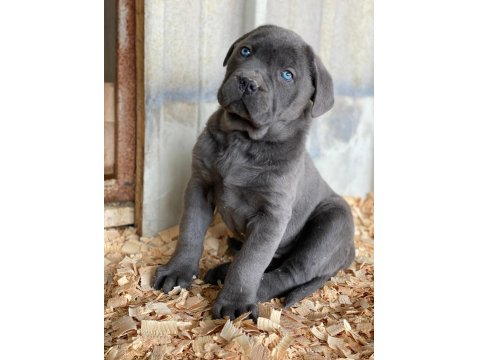 Sağlıklı Cane Corso Yavrular