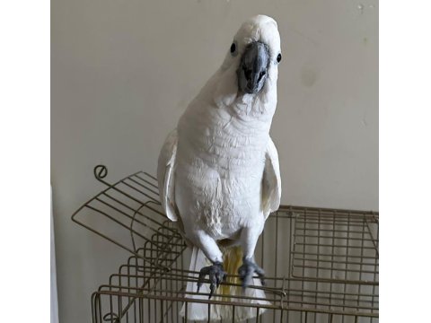 Umbrella Kakadu Full + Full Evcil