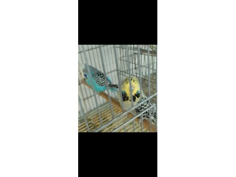 Meraklısına Show Jumbo Muhabbet Kuşu Çifti