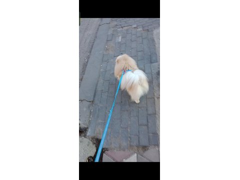 Pomeranian Boo 2 Yaşında Erkek